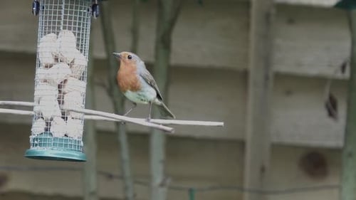 Erithacus rubecula, merle d'Europe, sur une mangeoire à oiseaux