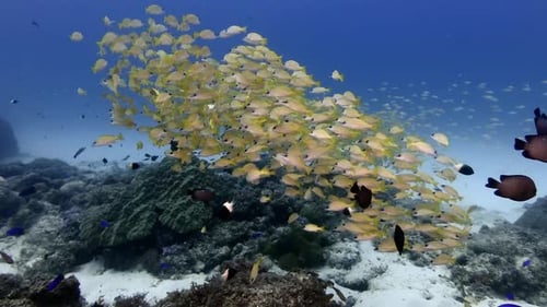shoal of snapper
