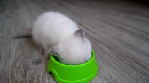 Cute Kitten Eating from a Green Bowl Indoors