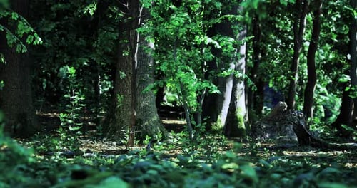 Lush Green Forest with Tall Trees and Dappled Sunlight in Serene Setting