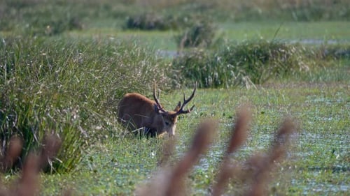 Male Marsh Deer Feeding In A Serene Wetland Habitat With Tall Grass. - wide shot