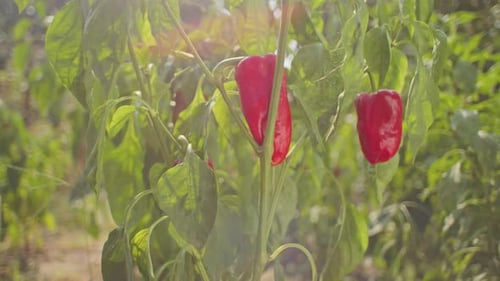 Red Bell Peppers Growing on Plant in Garden with Sunlight Organic Farming and Healthy Eating Concept