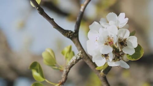 Spring Apple Flowers on Apple Branch Trees Blossom in the Garden Closeup Apple Blossom Flower