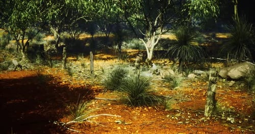 Hot Australian Bushland Landscape with Red Earth