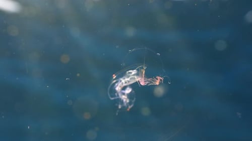 Jellyfish Swimming Away with Trapped Sea Elephant Mollusk