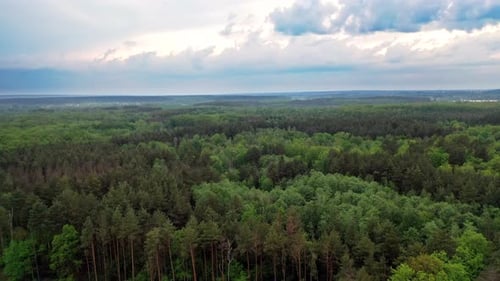 Forest Landscape View. Scenic forest of fresh green deciduous trees