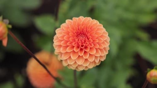 love natural flowers