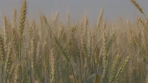 Wheat Field Ears of Wheat Swaying From the Gentle Wind