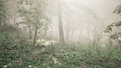 Forest of Trees Illuminated By Sunbeams Through Fog