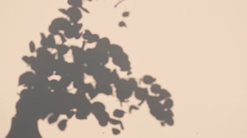 Foliage Shadow Projected on Wall