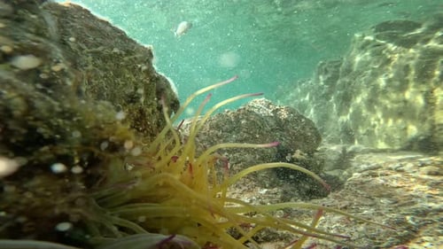 Sea Anemones in Green Water