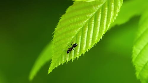 Einsame Ameise, die ein üppiges grünes Blatt in natürlichem Licht durchquert