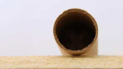 A Gray Hamster Runs Into the Tunnel Charming Muzzle of a Dzungarian Hamster