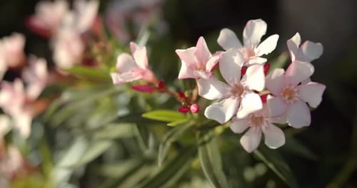 Close Up Tropical Plant, White Flowers Close