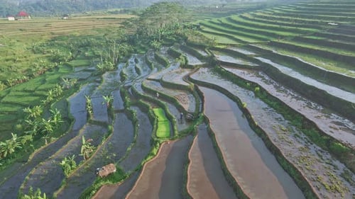 Morning drone view on tropical rice field. Aerial view of beautiful plantation in Indonesian country