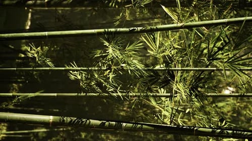 Vertical Video of Flourish Bamboo Forest with Glorious Morning Sunshine