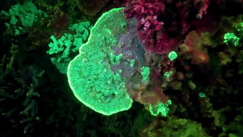 Lettuce coral absorbs blue light wavelengths and glows fluorescent green.