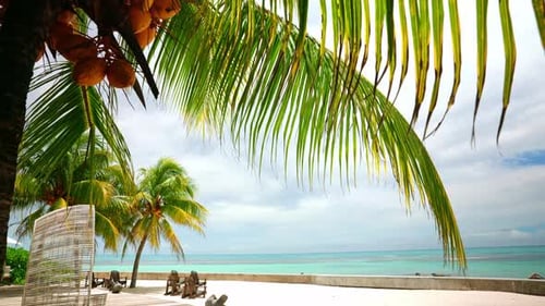 Static shot of tropical beach resort at the seaside with palm trees.