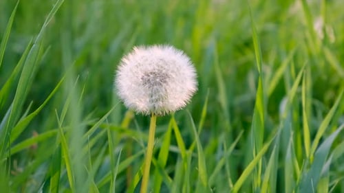 Dandelions Grow in the Garden
