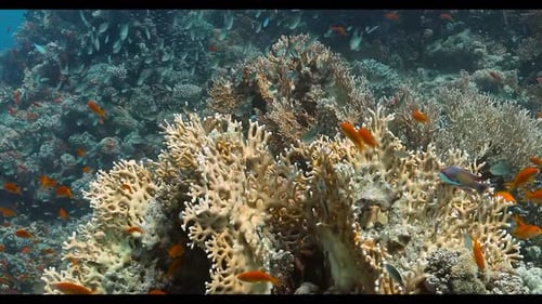 Experience the Beauty of the Underwater World: Colorful Fish Slowly Swimming Under the Sea Surface