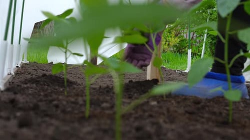Person Planting a Plant in the Ground