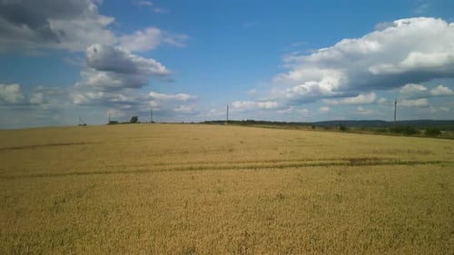 Wheat field aerial view in Ukraine