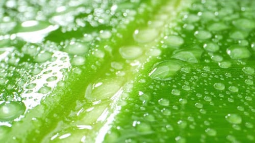 Vista de perto de uma folha de bananeira coberta por gotículas de água.