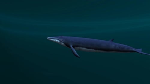 Large blue whale swimming peacefully through deep blue water