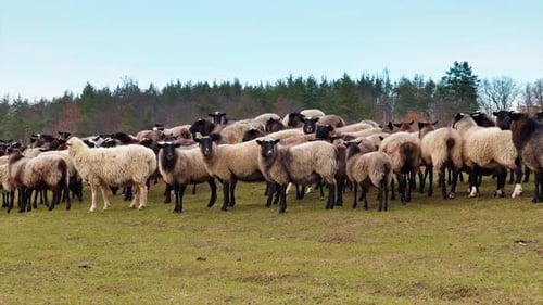 Cute fluffy black-muzzled sheep stand looking around in the countryside.