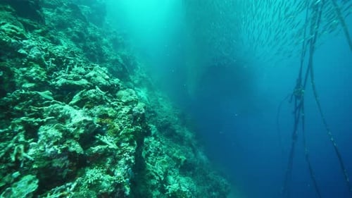 Fishes School Swims in Unison Under Clean Ocean Water