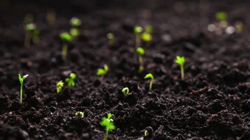 Fresh Green Plants Growth In Time Lapse Sprouts Germination From Seeds In Soil Beautiful Agriculture