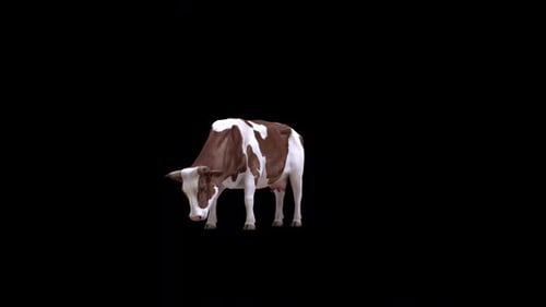 Realistic Brown and White Cow Grazing Animation