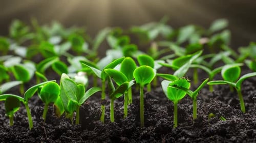Pflanzenwachstum im Zeitraffer Sprossen Keimung aus Samen in der Bodenwirtschaft und im Gartenbau im Frühling