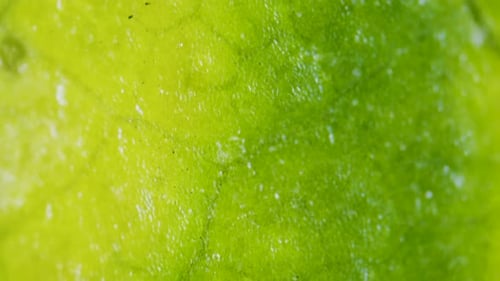 Plant chlorosis