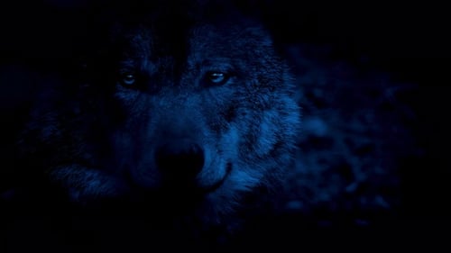 wolf, dark Forest, at night
