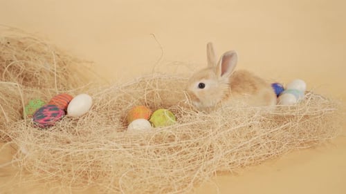 Adorable furry baby Easter bunny and colorful eggs in a straw nest - Medium close up backdrop shot