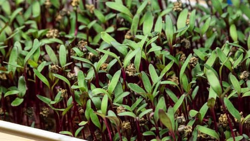 Vidéo en laps de temps sur les choux de betterave. Les jeunes plants verts sont prêts pour une salade végétalienne ou pour la décoration de plats