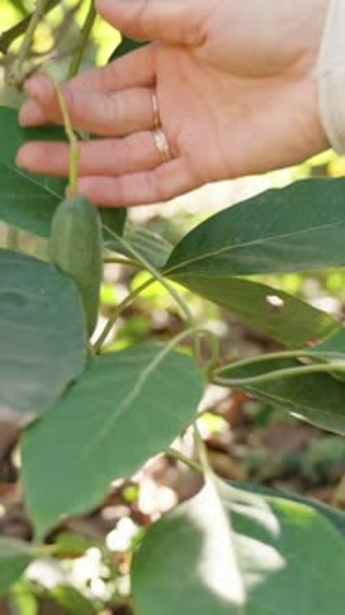 Vertical. Woman Picks Up and Examines a Small Avocado on a Tree Branch Resembling a Cucumber.
