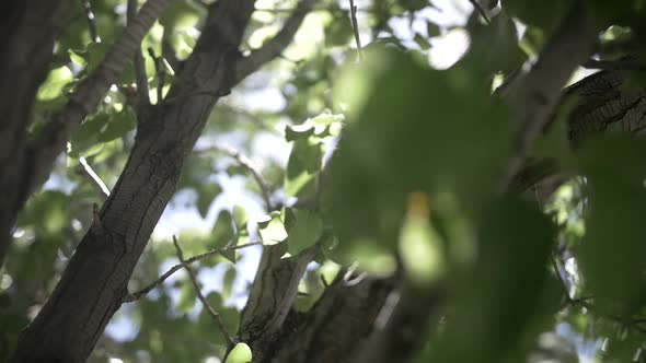 Another angle of a glorious ash tree and its verdant leaves bathing in ...