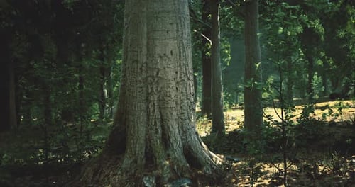 Majestic Tree Stands Tall in a Serene Forest Bathed in Soft Sunlight
