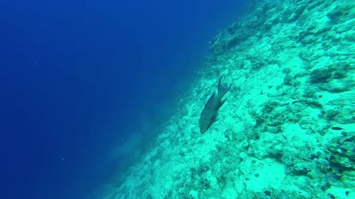 Aerial drone shot over a man scuba diving over coral reef along the sea floor in Sharm El-Sheikh, Eg
