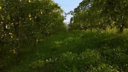 Tracking backward through a sunlit pear orchard with rows of fruit-laden trees on both sides.