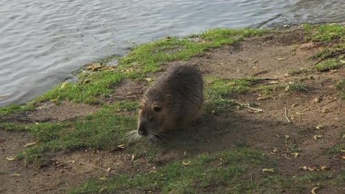 Nutria Animal Walking auf der Insel im Fluss Vivtava