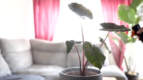 Potted Houseplant Being Misted Indoors on Bright Day