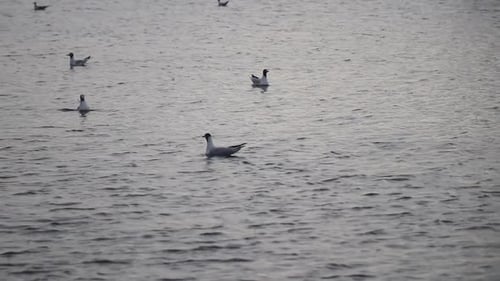 Birds on water, following shot.