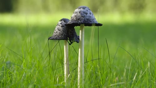 Dark Mushrooms Growing in Green Grass Field