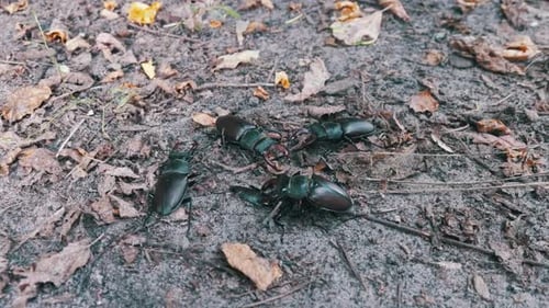 Stag Beetles Crawling on Forest Floor