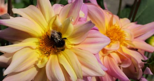 Bumblebee on a large yellow-pink dahlia flower in the autumn garden