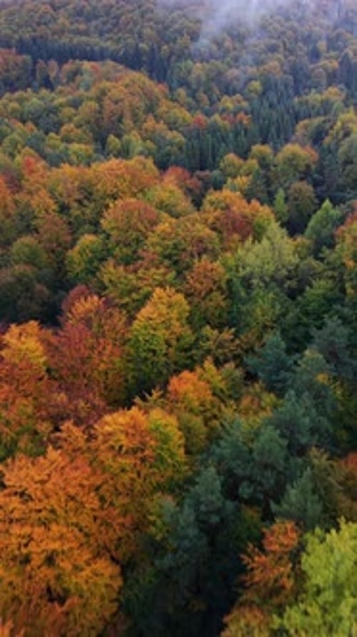 Aerial View of Colorful Autumn Forest with Orange and Green Trees