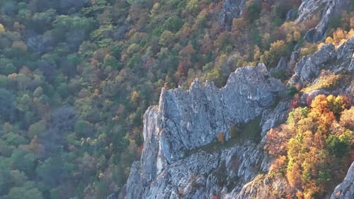 Aerial View of Fall Trees on Mountain Side
